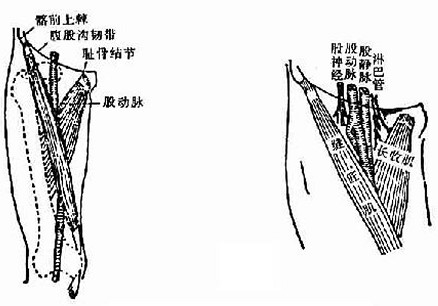 1.股静脉的穿刺部位在