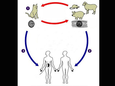 [多项选择题]图示刚地弓形虫的生活周期,请问弓形虫病的传播方式有