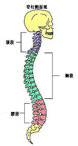 如图所示,成人脊柱有四个生理弯曲,不包括