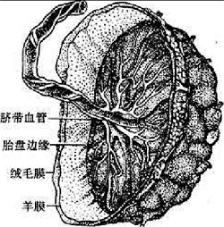 关于胎膜的组成