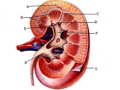 皮質,b—髓質 b.c—髓質,d—腎乳頭 c.e—腎大盞,f