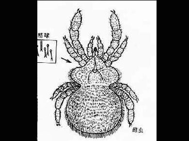 如图所示,恙虫病的传播媒介是