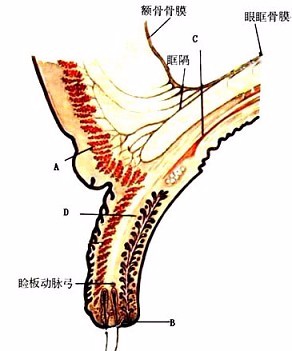 muller肌眼睑图片